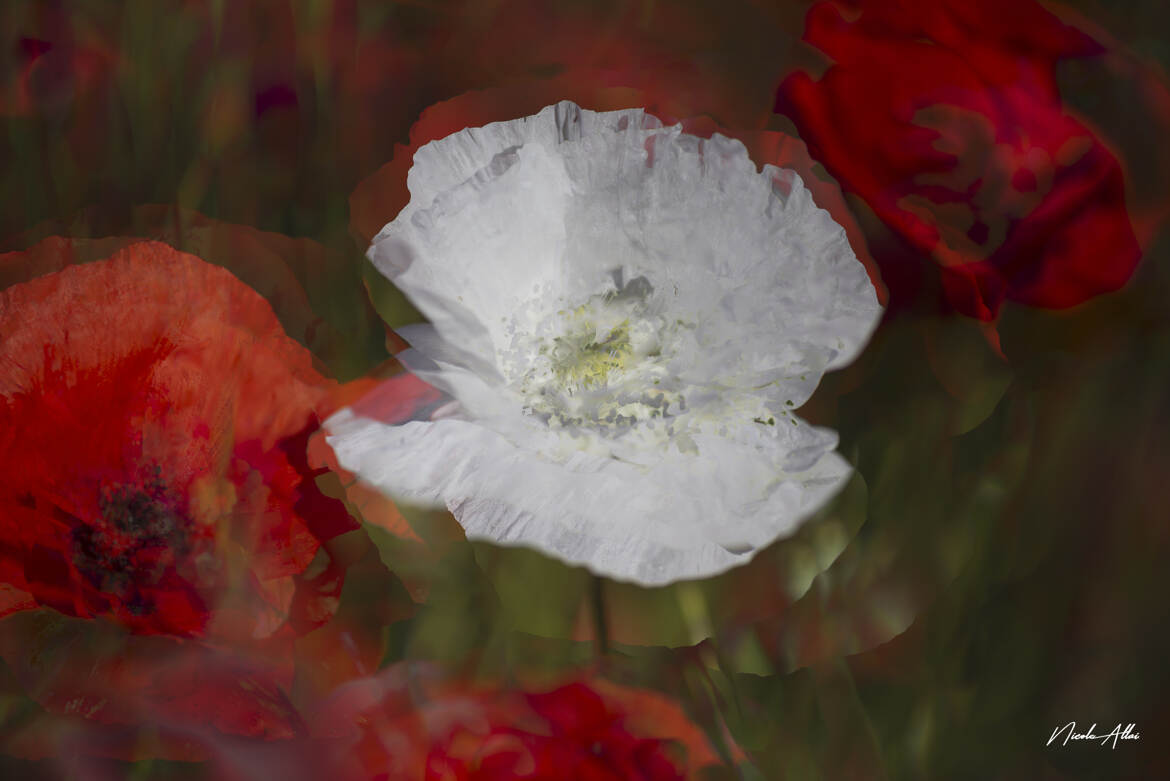 Coquelicots ...