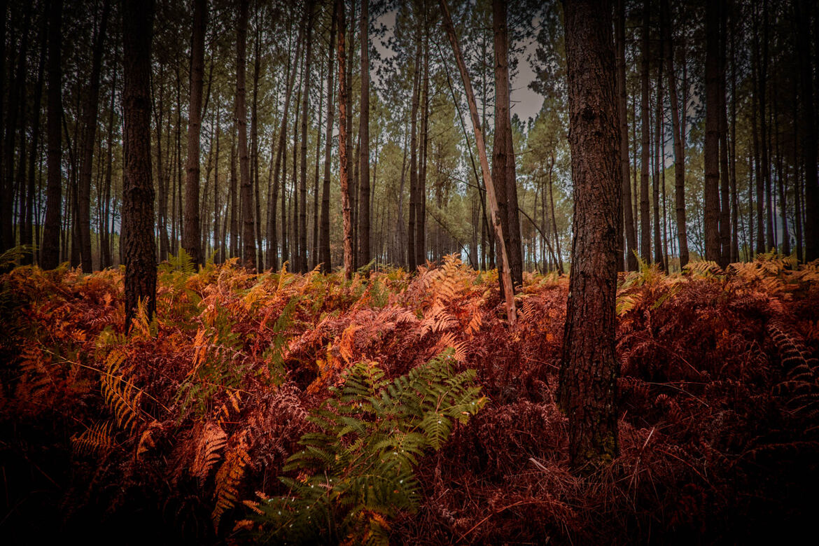 Landes de Gascogne