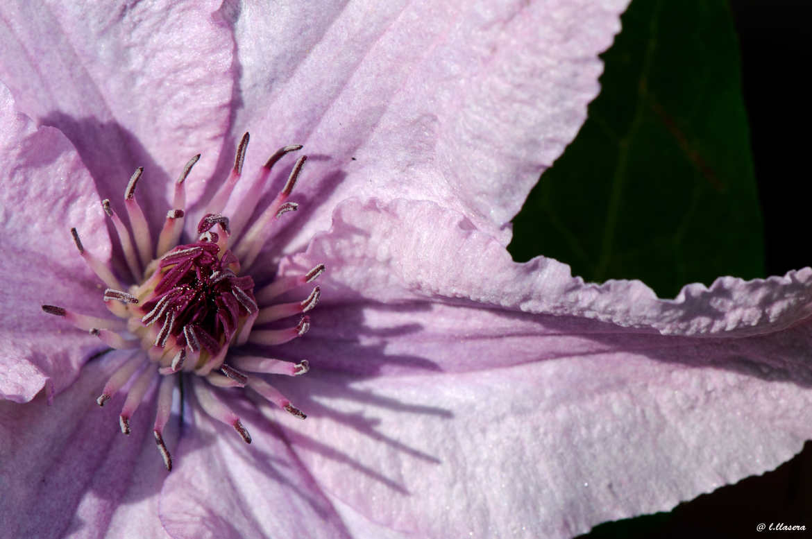 pistils de clematite