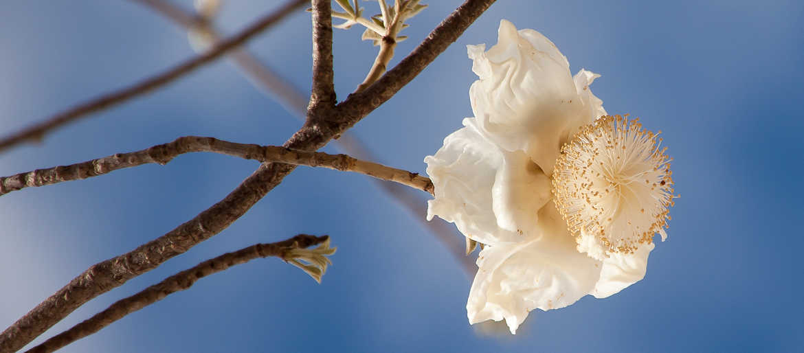 Fleur de Baobab
