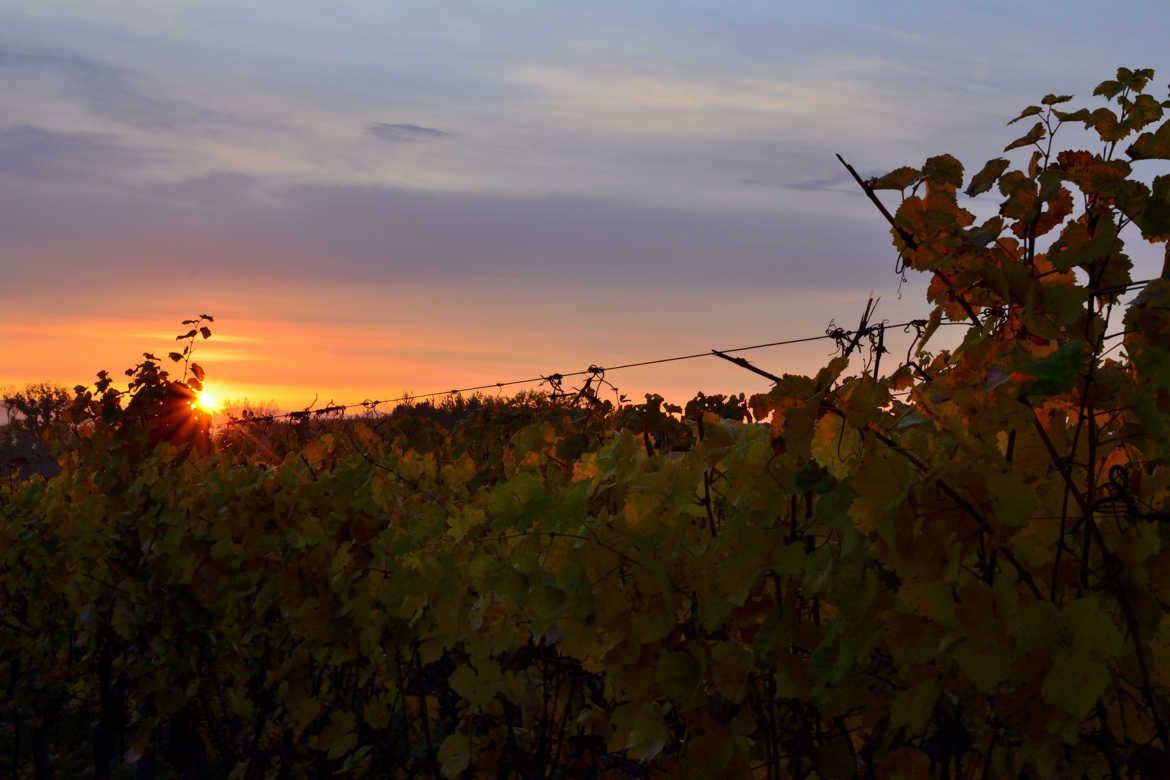 lever du soleil sur les vignes