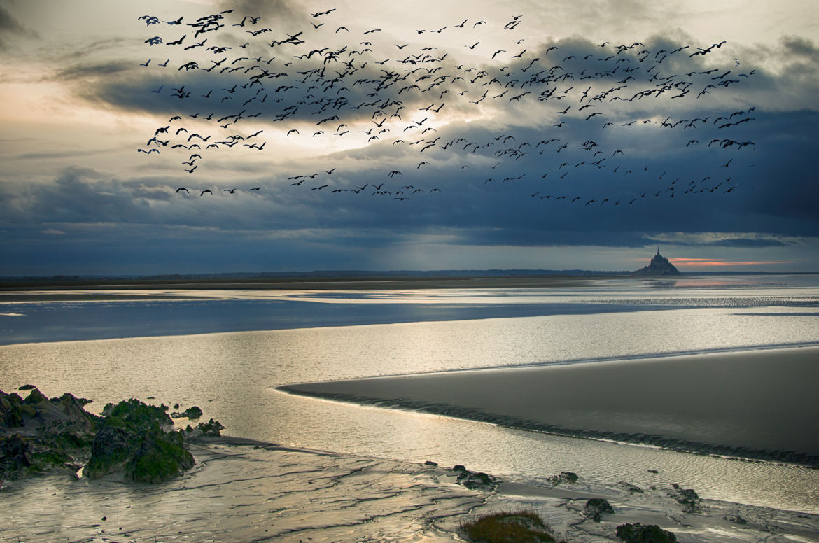 les oiseaux du soir