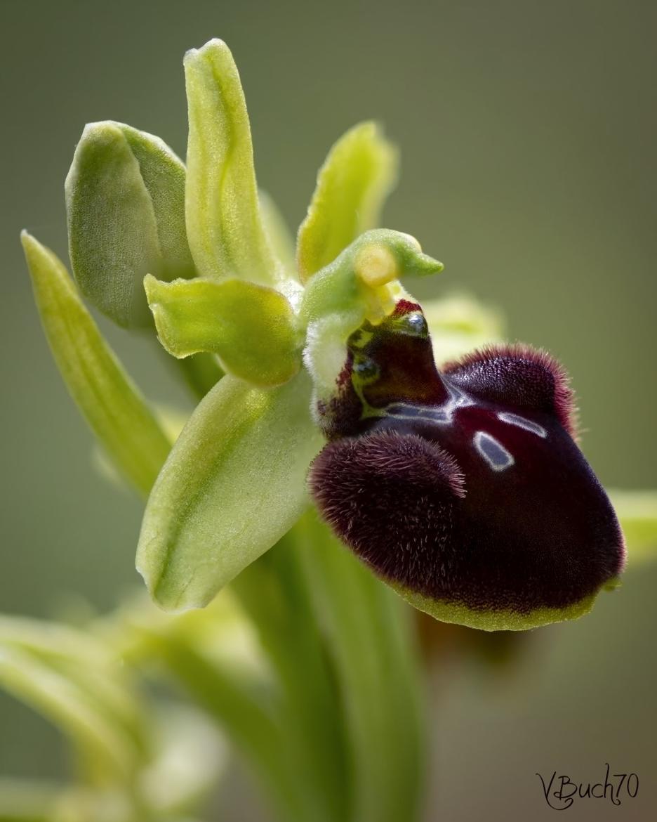 Ophrys Araignée