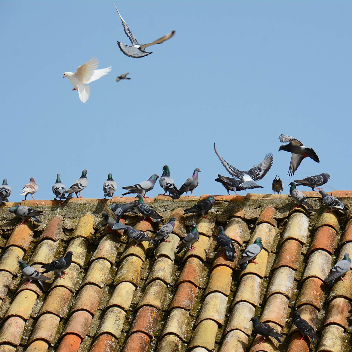 Toit à Pigeons