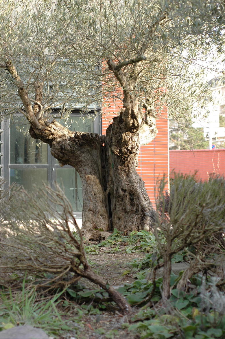 arbre et arbustes dans la ville