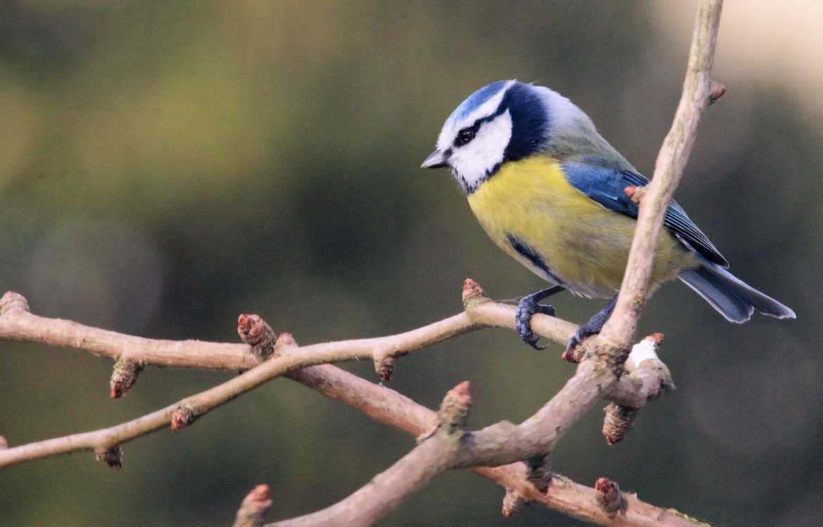 Mésange en quête de graines