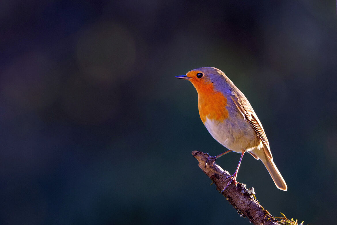 Le Rossignol d'Hiver