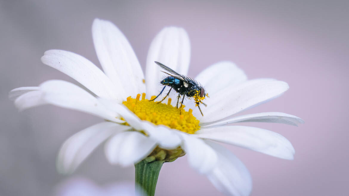 se badigeonner de jaune
