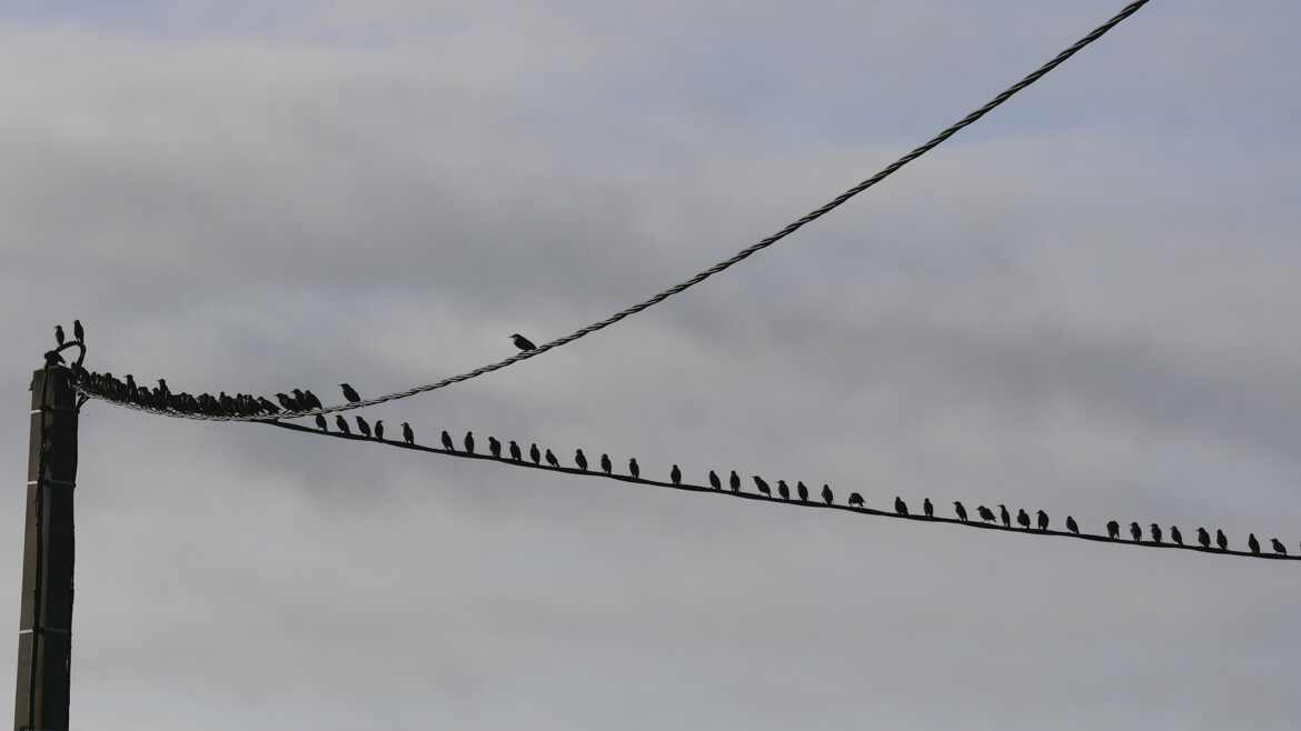 Birds on the wire