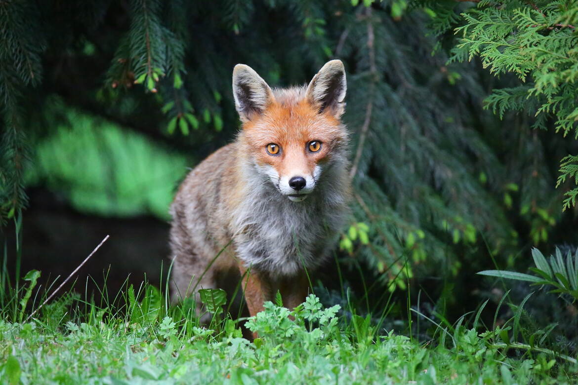 Toi petit animal rusé!