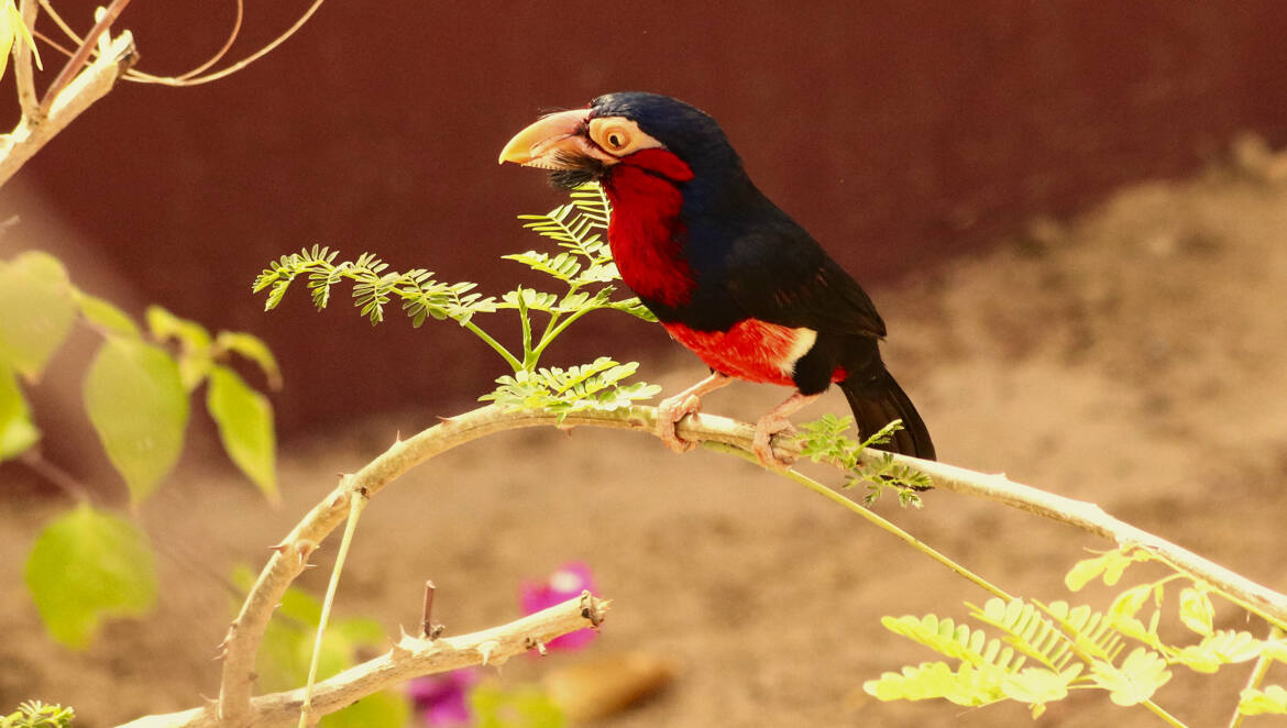 Le rouge et le noir