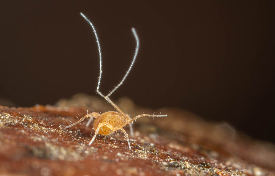 Un Linopode avec toutes ses pattes!