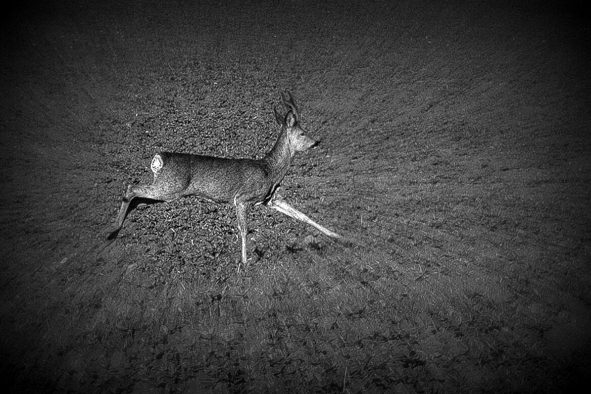 Vie sauvage de nos campagnes ...