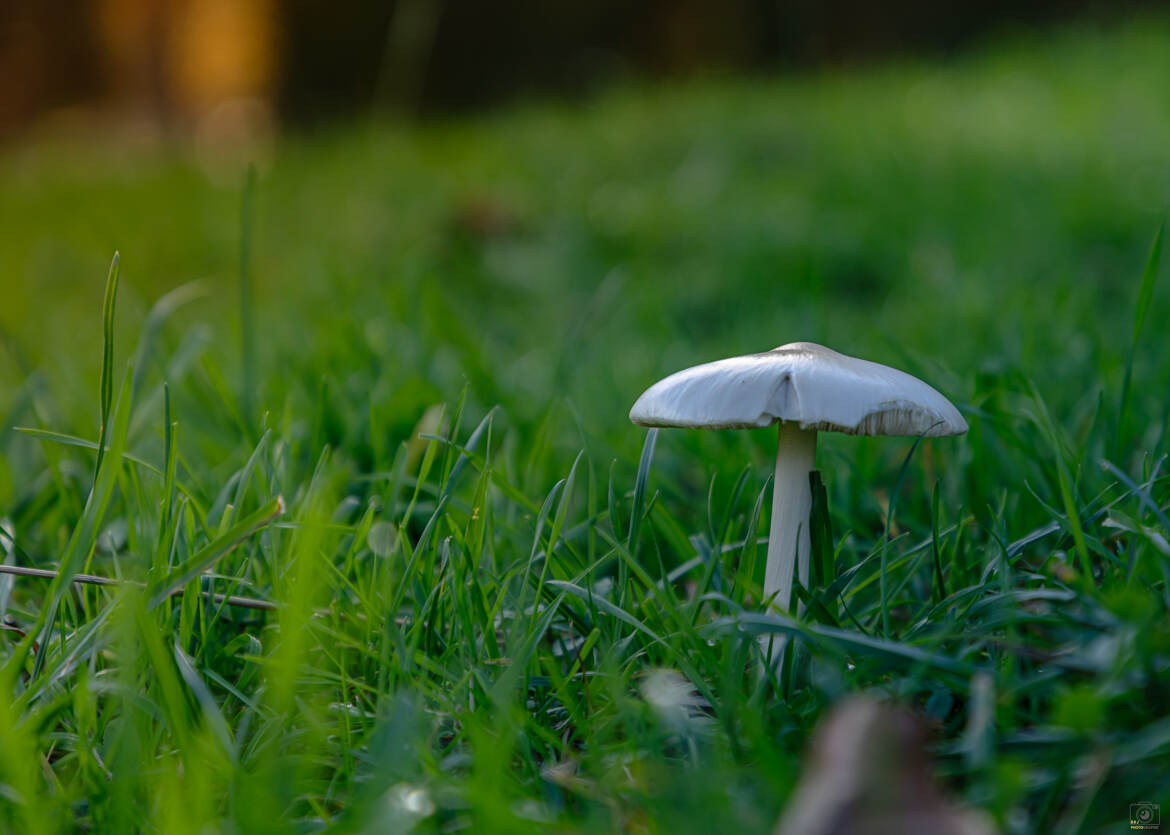 Champi dans l herbe