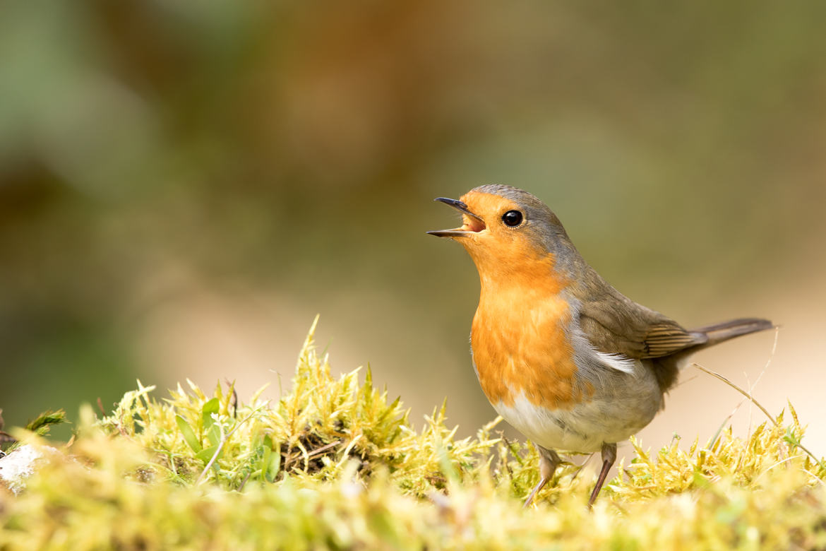 c'est le printemps,je chante