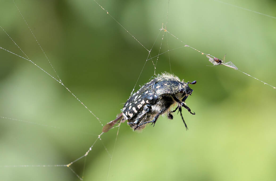 La vie ne tient qu'a un fil