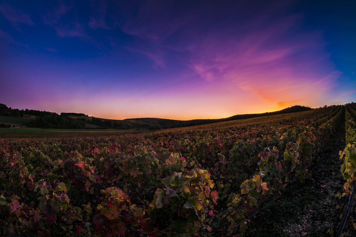 sunset on the vines