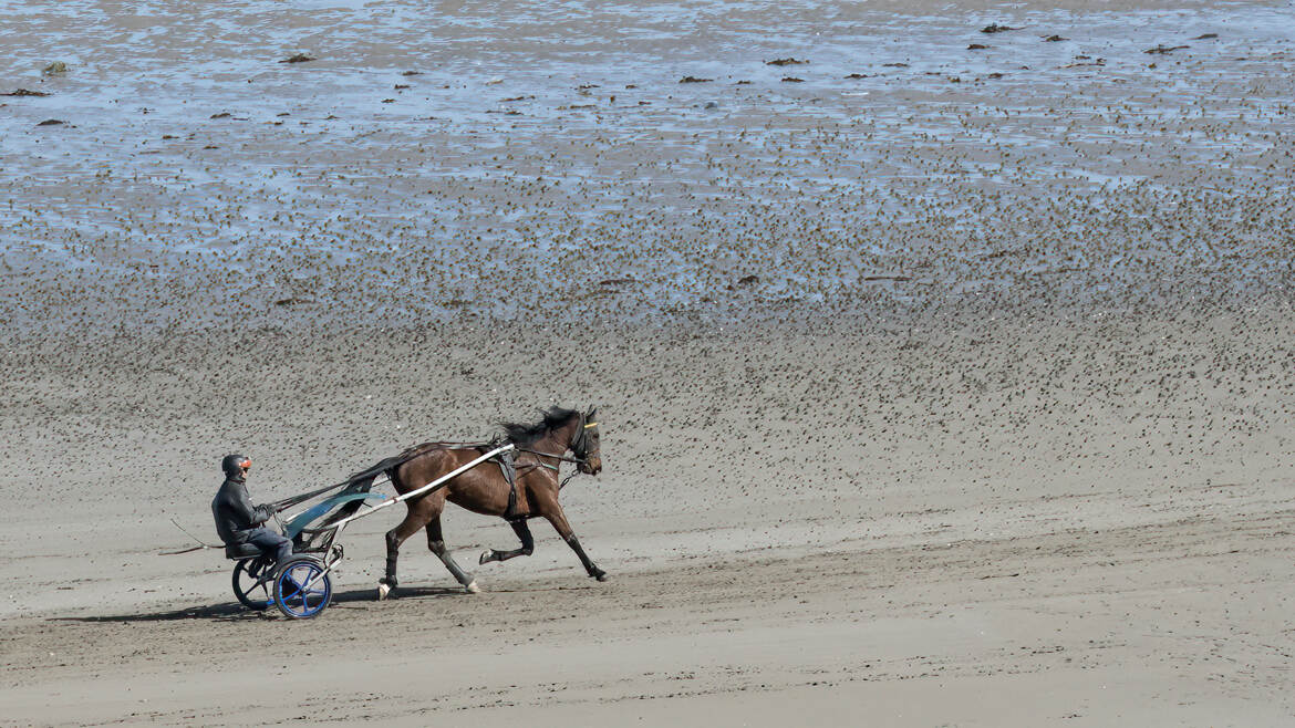 Entraînement de trotteur sur la plage