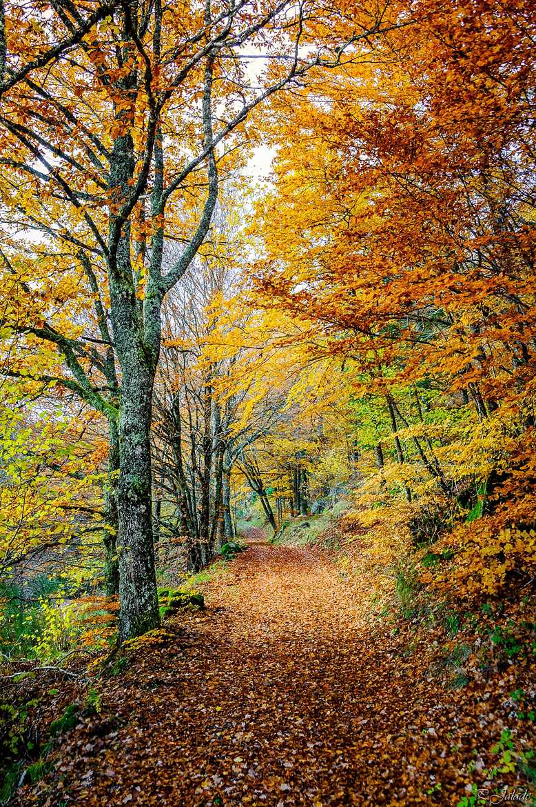 Automne en cévennes