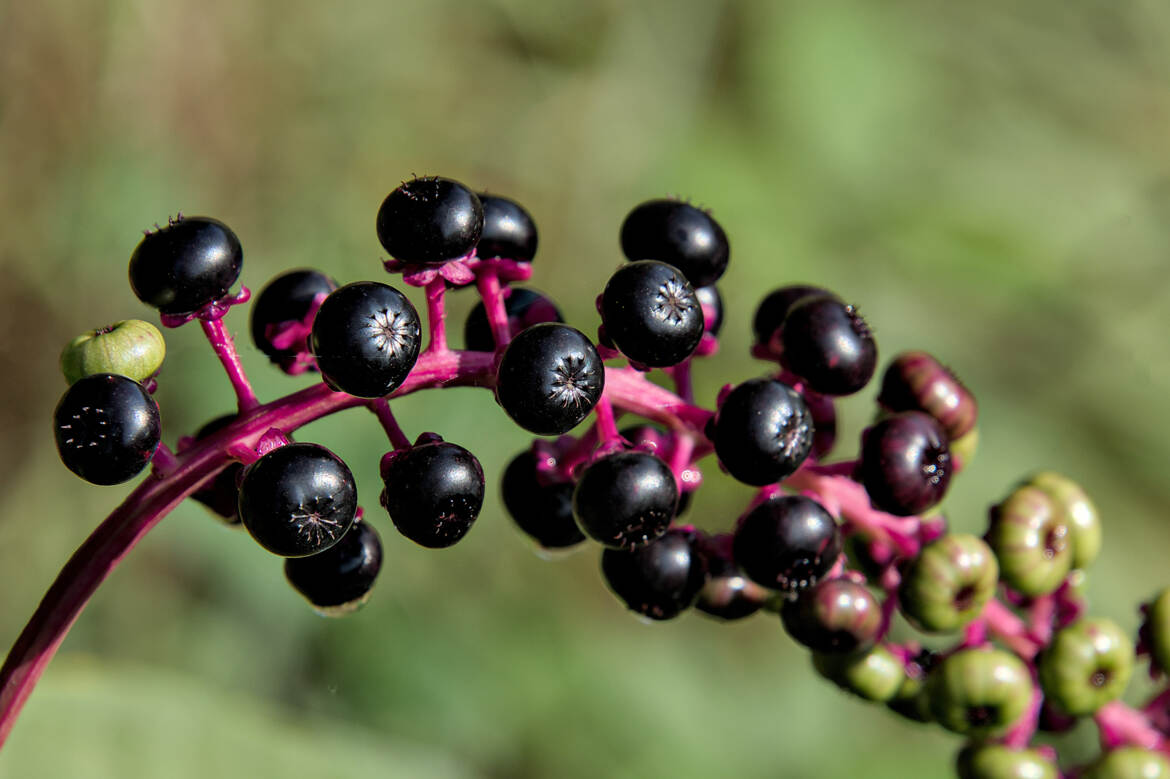 Raisin d'Amérique