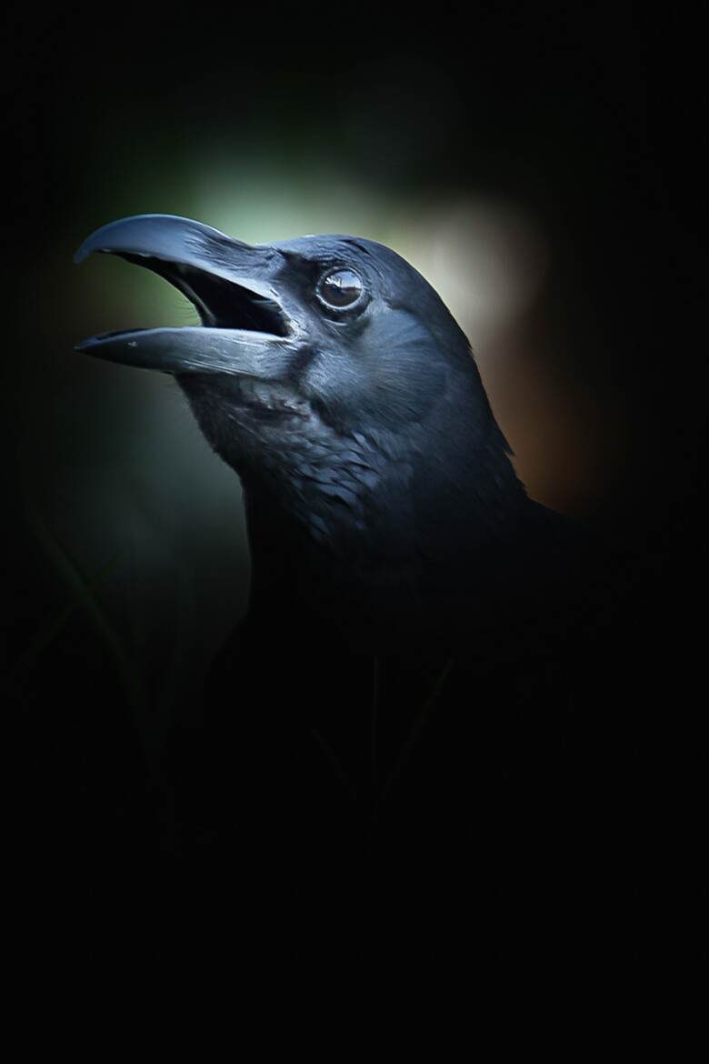 Portrait de corbeau