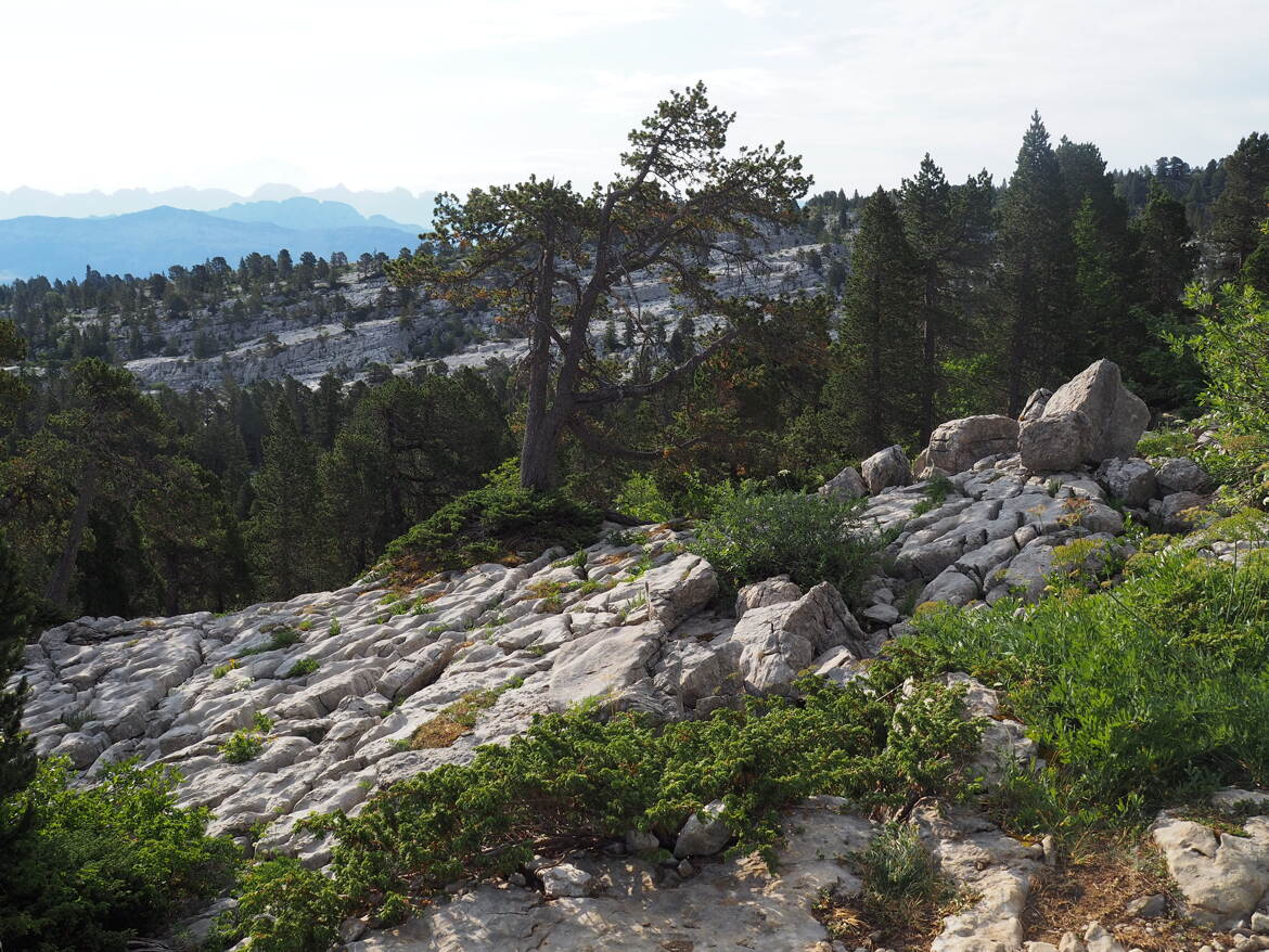 Lapiaz à perte de vue