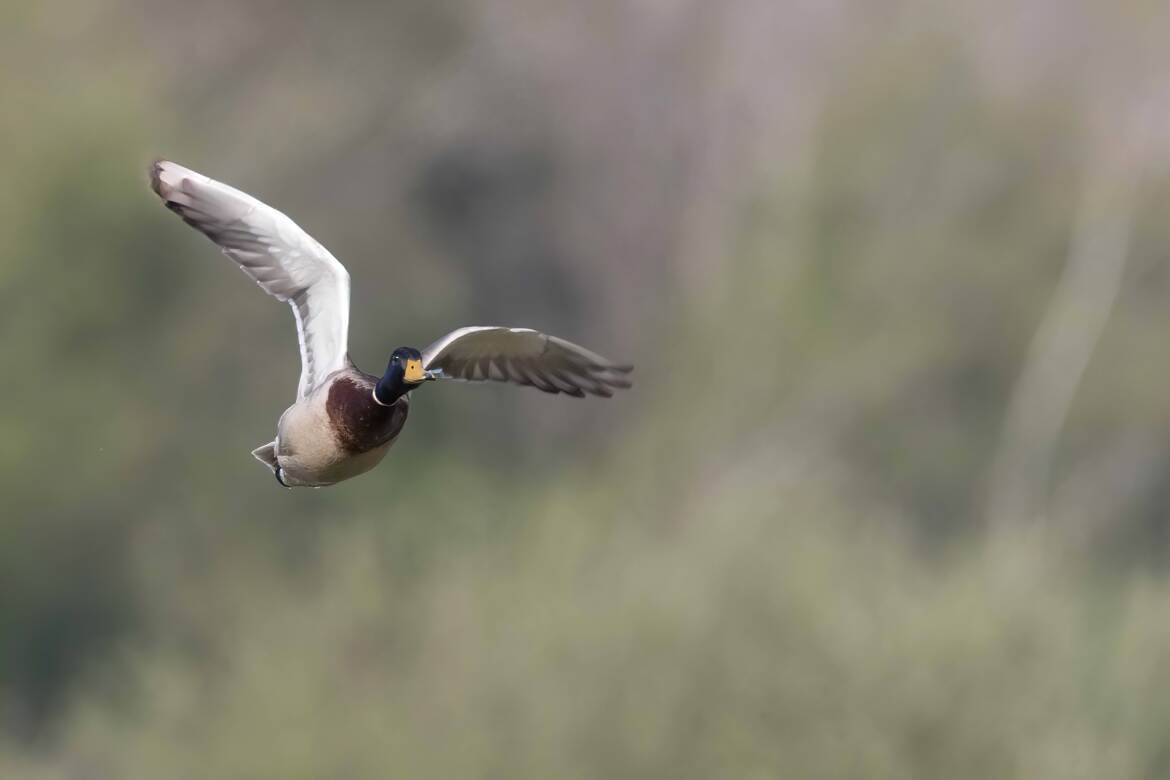 Colvert en vol