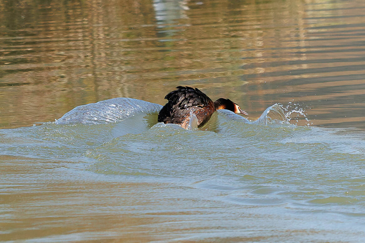 Grèbe hupé à l'atterrisage