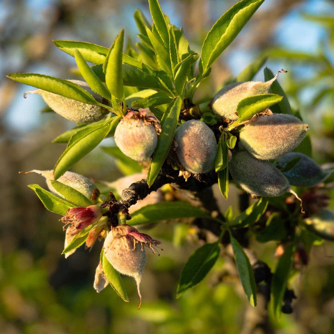 Les premières amandes