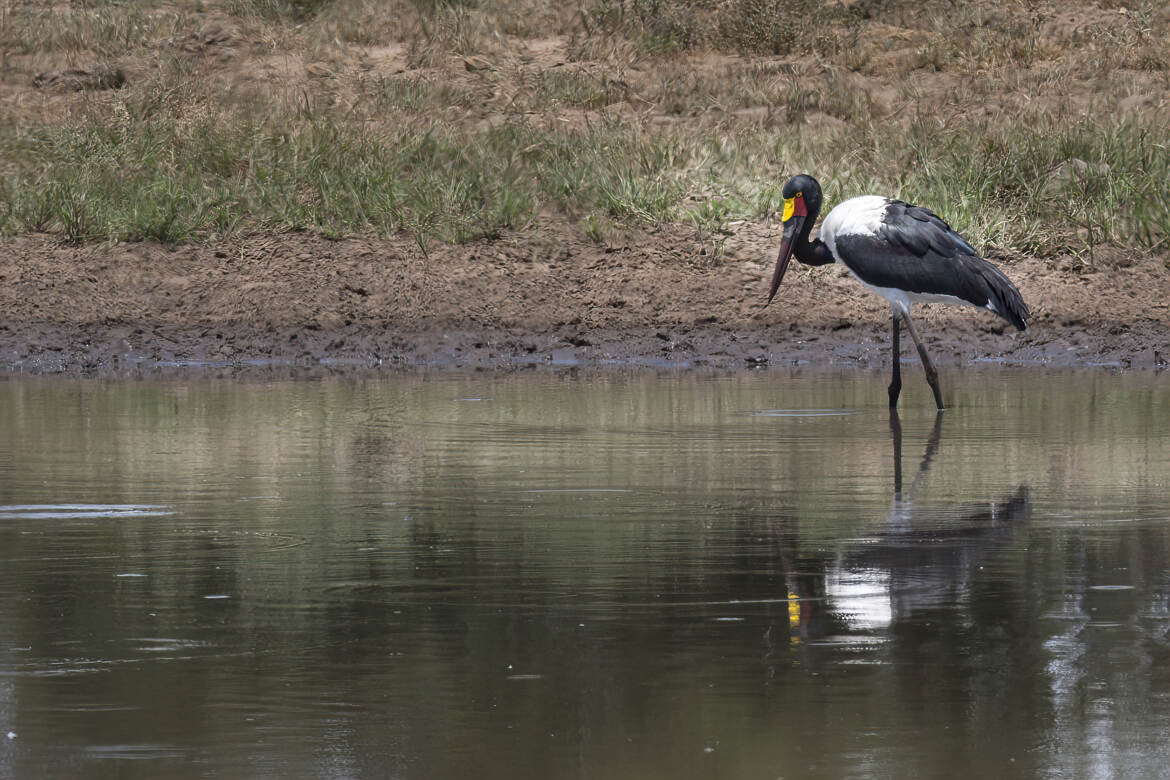 Jabiru d'afrique