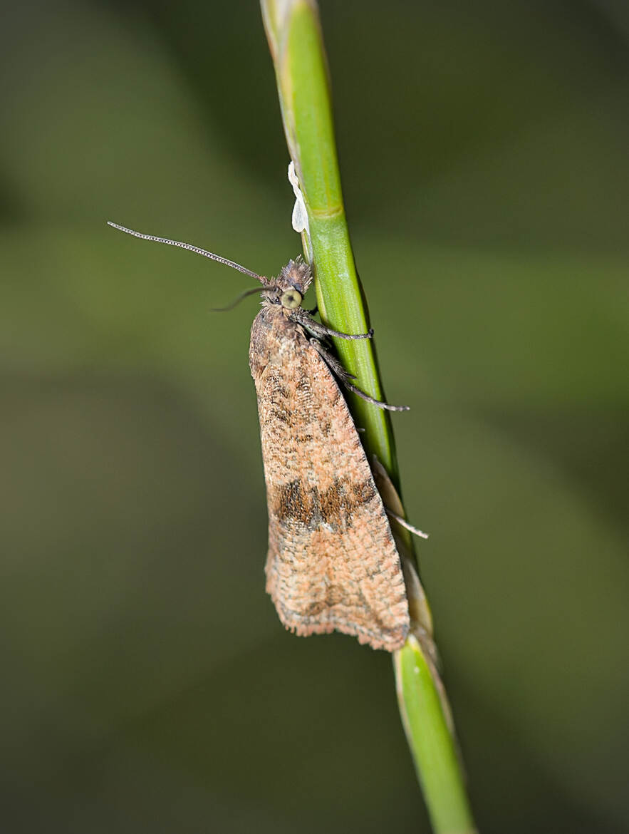 Celypha striana