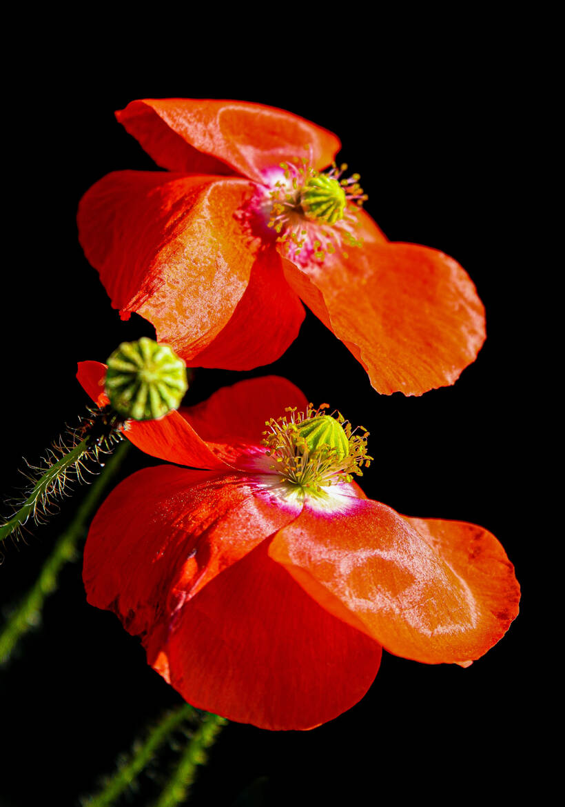 les deux coquelicots