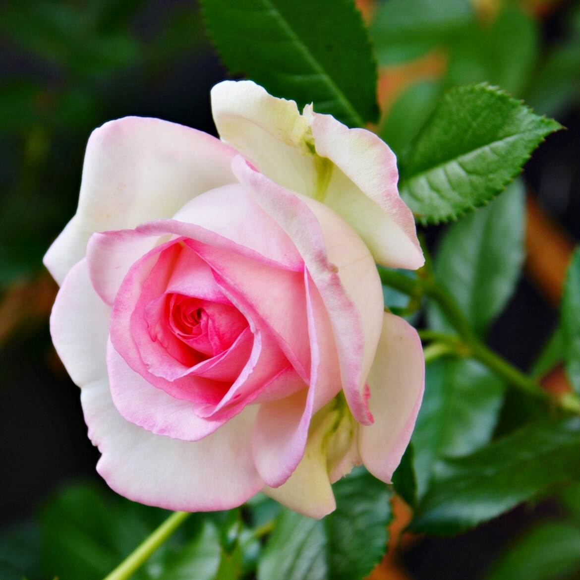 Rose blanche ourlée de rose