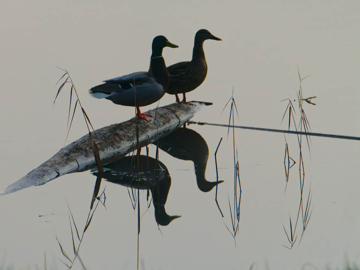Dans l'ombre du matin