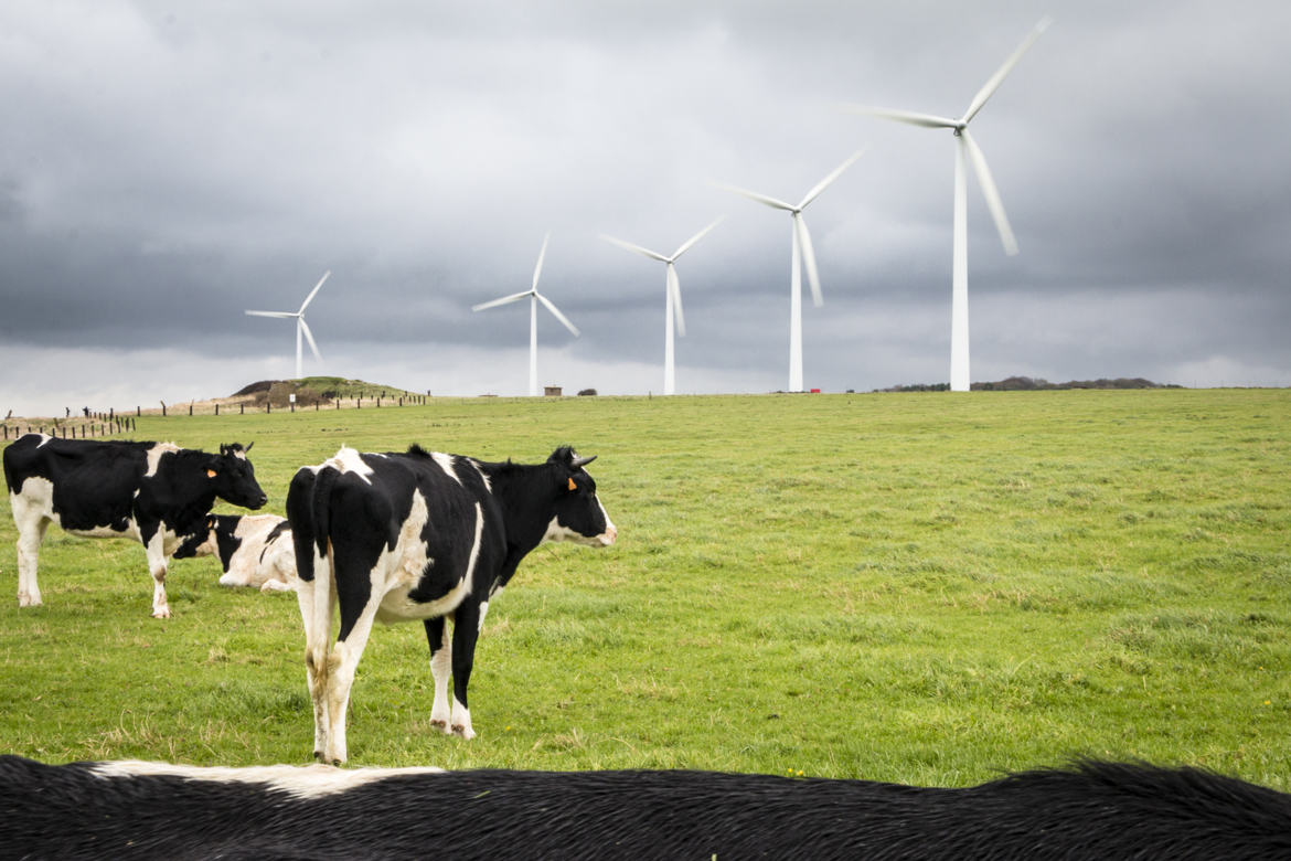 Les vaches dans le vent