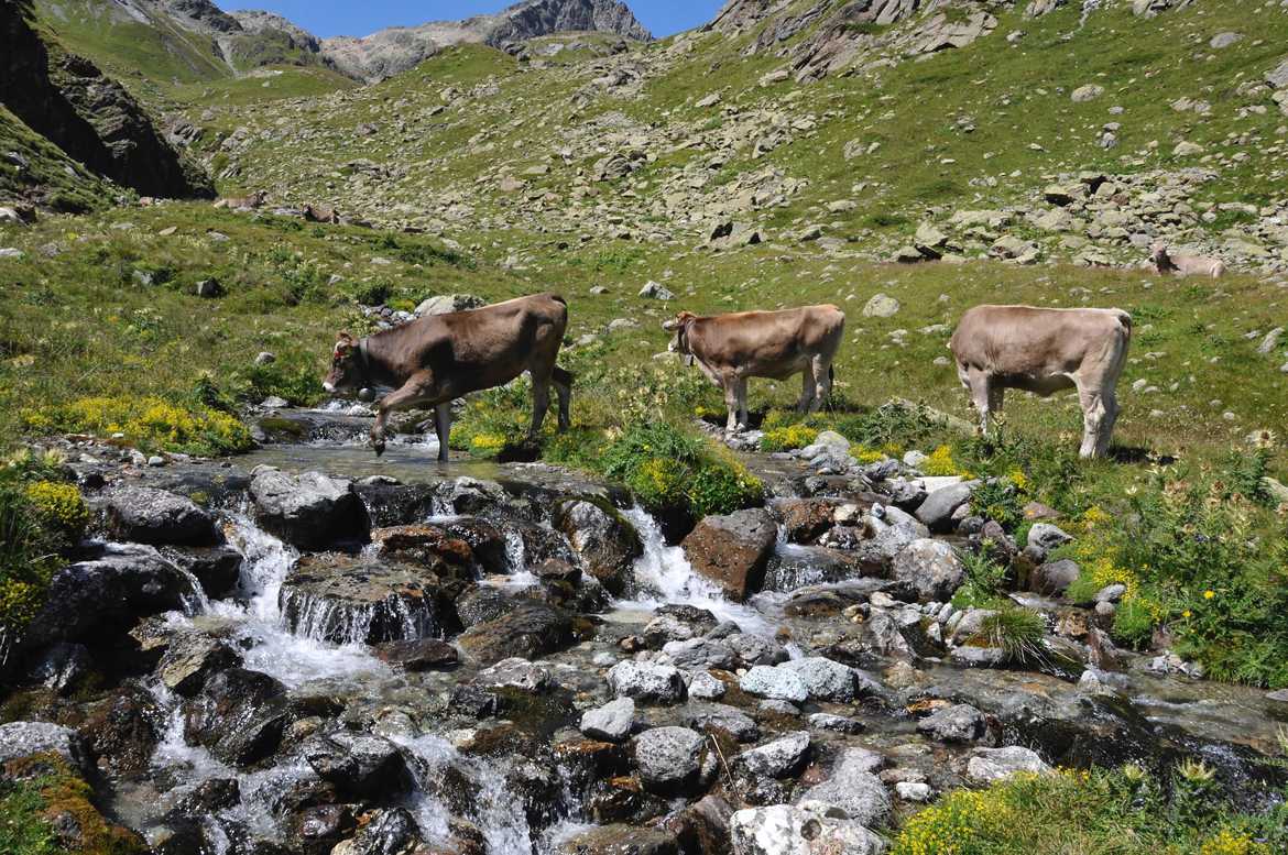 Les vaches du Val Suvretta