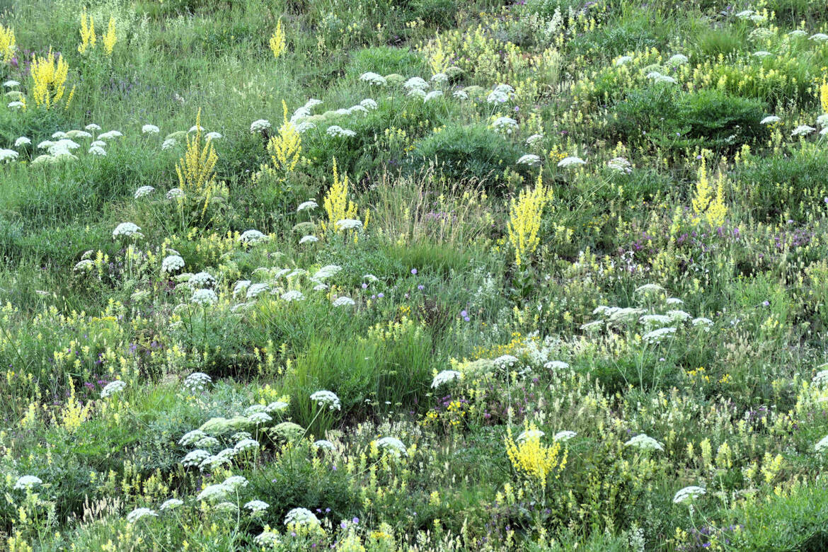 Symphonie florale (1)