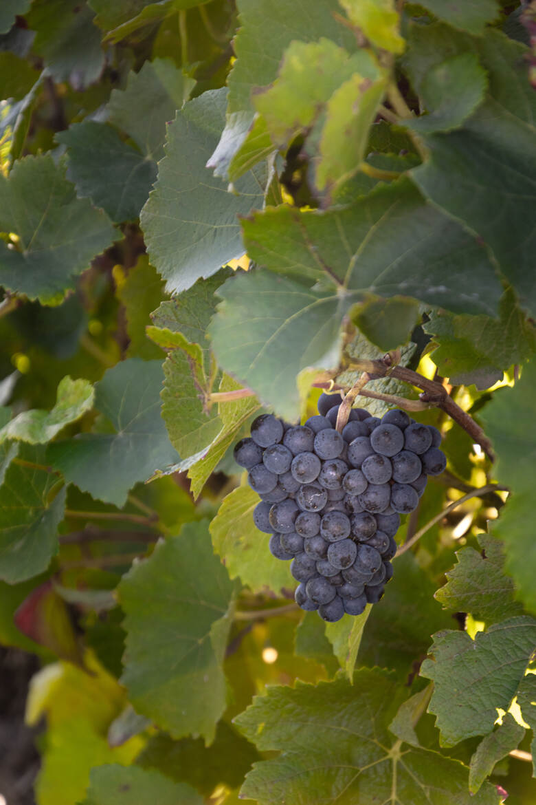 Ca vas finie en bouteille !!!