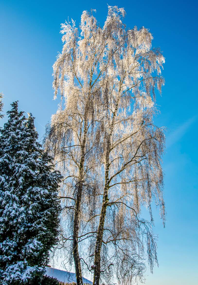 Bouleau en robe de mariée