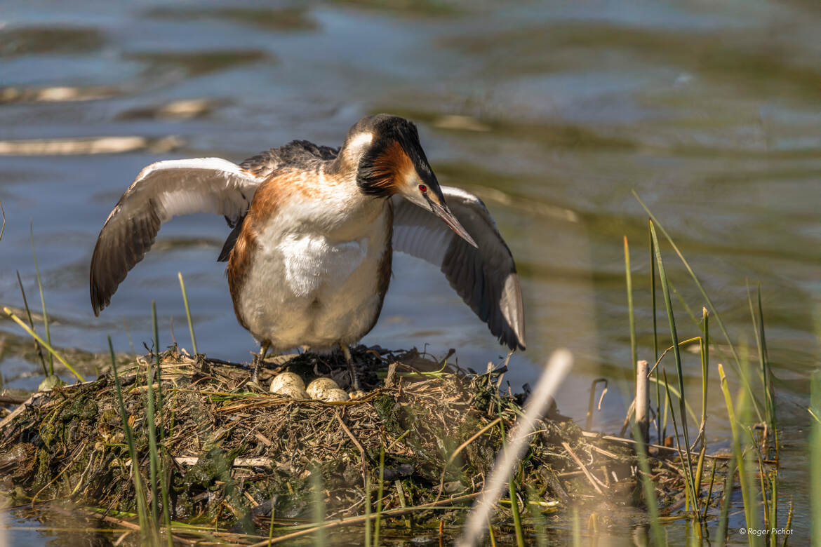 Grèbe surveille ses oeufs
