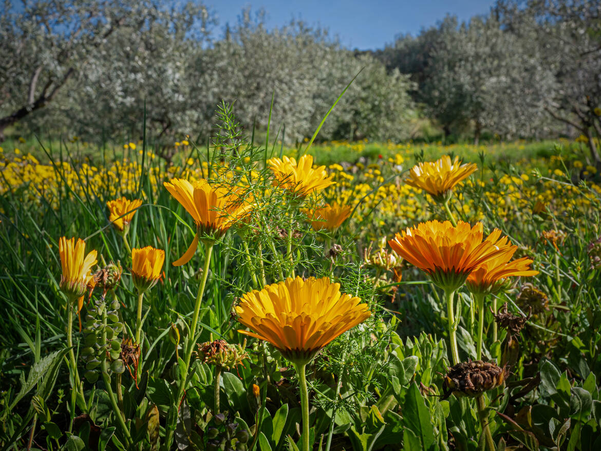 Un petit goût de Paradis !