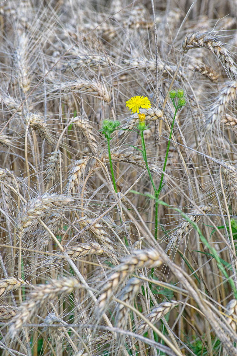 Scène des champs