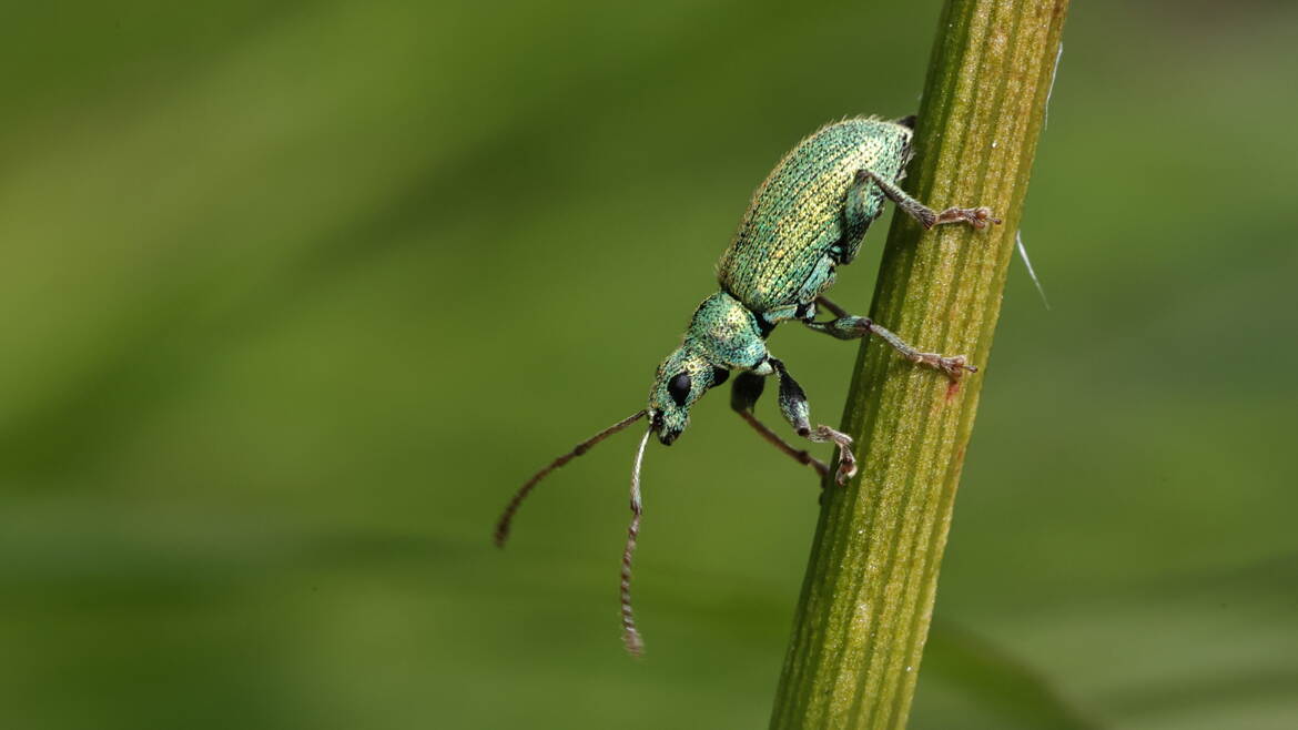 Ma couleur d'insecte préférée