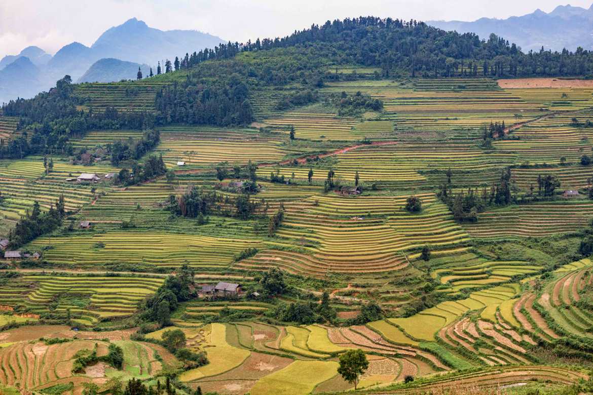 Rizieres du nord Vietnam