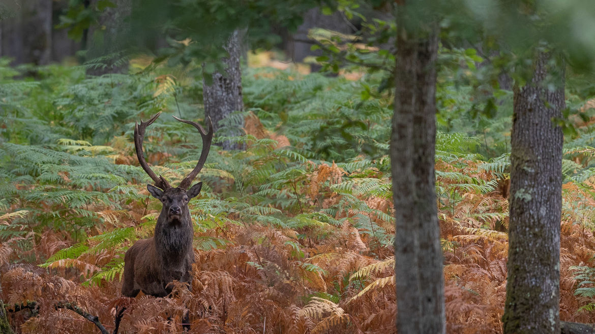 le roi de la forêt