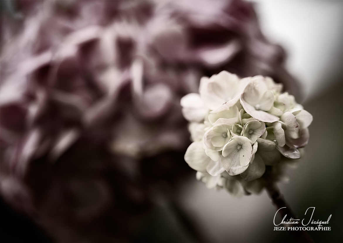 hortensia