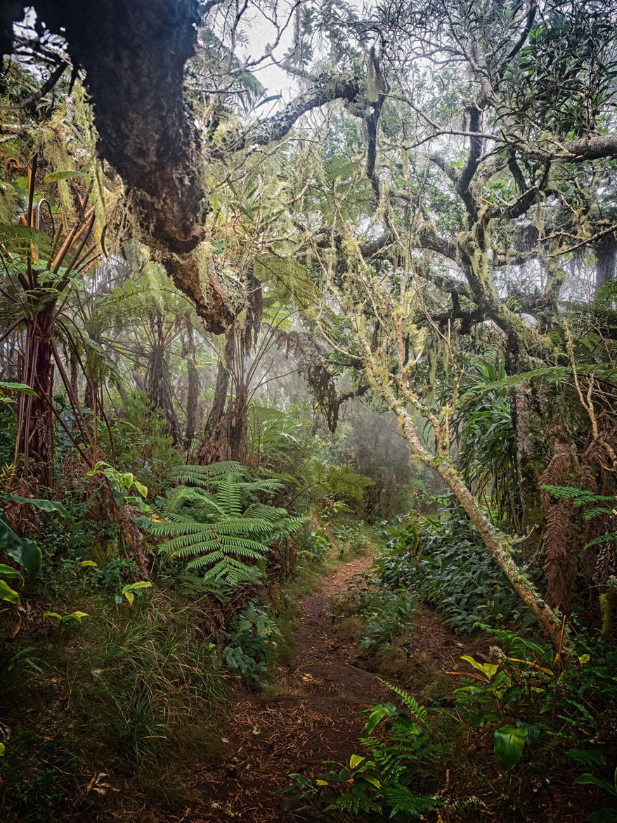 Forêt primaire