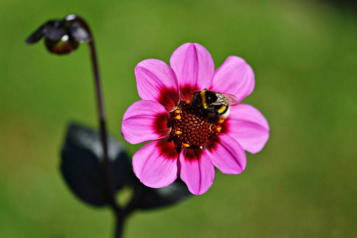 Fleur accompagnée