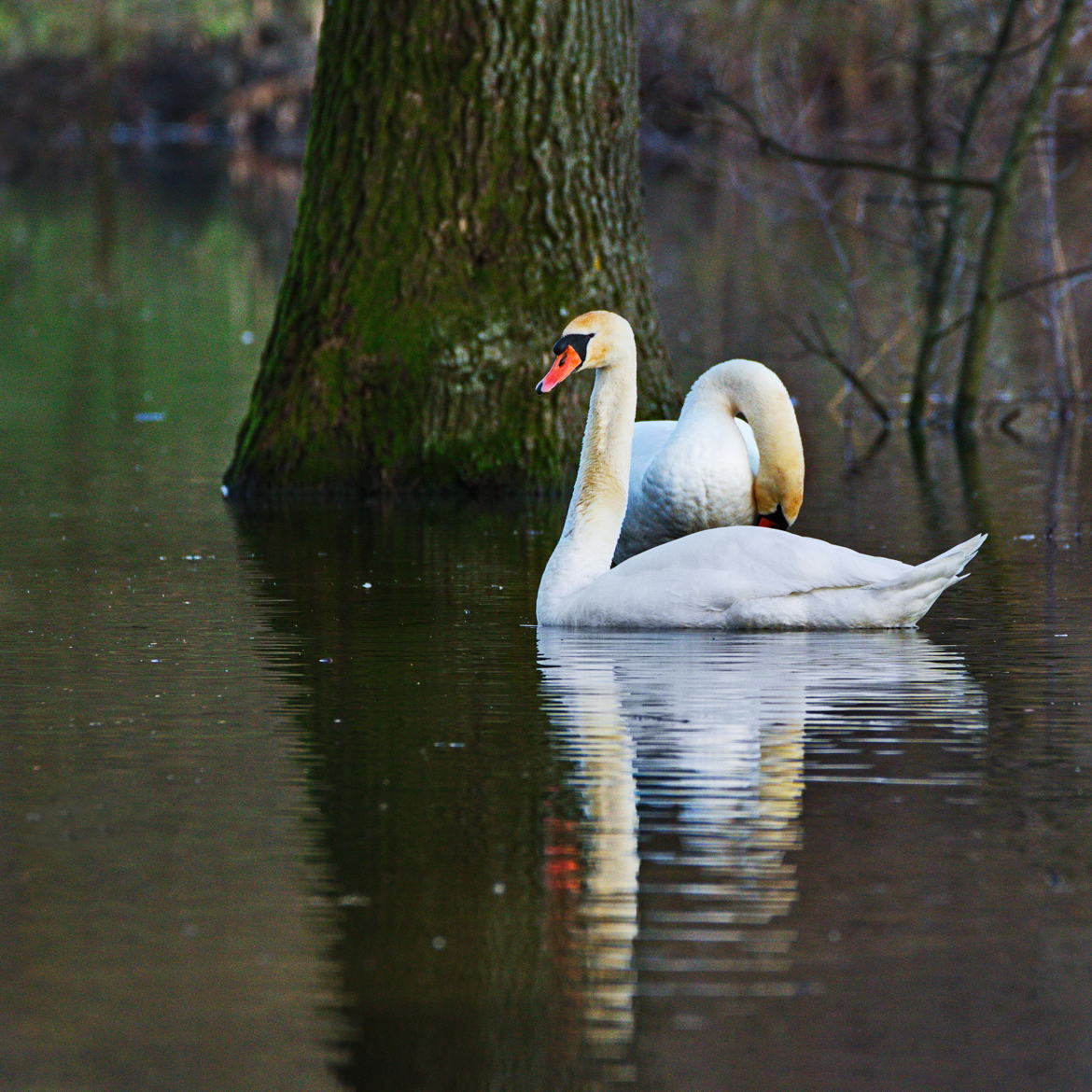 Cygnes