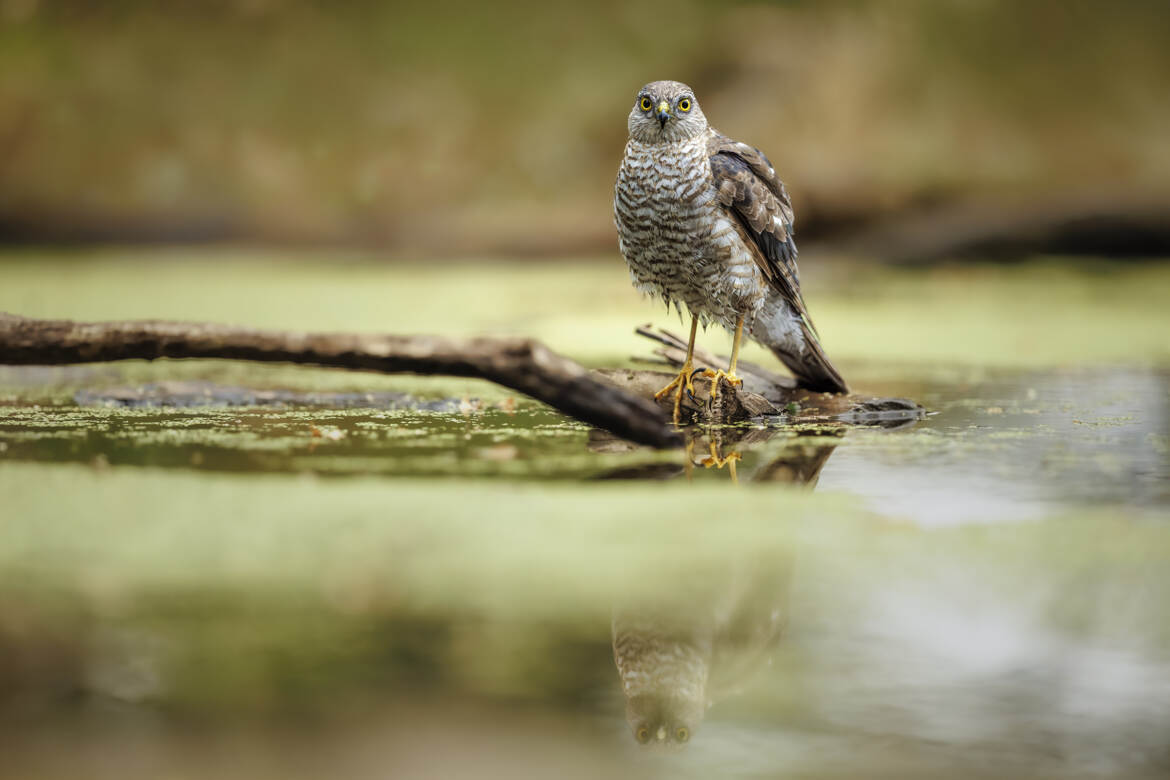 Attentive